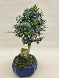 Bonsai Olive olea sylvestris