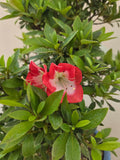 Bonsai Azalea beniko