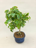 Bonsaï Acer Buergerianum