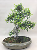 Bonsai Ulmus Parvifolia