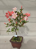 Bonsai Azalea
