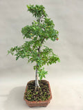 Bonsai Baum Weißdorn weiße Blüte