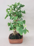 Ginkgo biloba