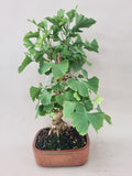 Ginkgo biloba