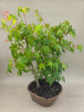 Bonsaï Acer palmatum bos