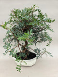 Bonsai pistace