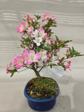 Bonsai Azalea reiko
