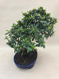 Bonsai Feuerdorn orange Beere