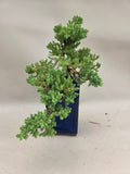 Bonsaï Juniperus procumbens nana cascade