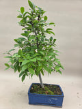 Bonsai Mespilus germanica