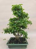 Bonsai Liguster