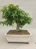 Acer palmatum kiyohime