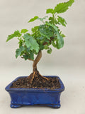Bonsai-Maulbeere