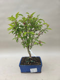 Bonsai Prunus kojou no mai