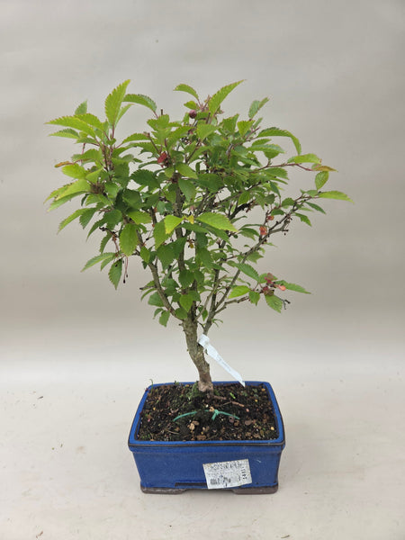prunus incisa kojou no mai bonsai Bonsai Prunus kojou no mai – Bonsai winkel