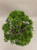 Bonsaï Juniperus chinensis itoigawa shohin