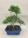 Bonsaï Ilex crenata