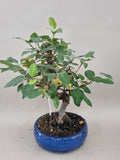 Bonsai Malus evereste