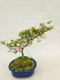 Azalée Bonsaï Kotaro