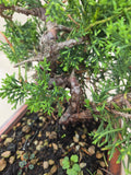 Bonsai Juniperus chinensis
