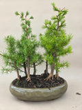Bonsai Wald Larix decidua