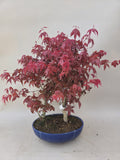 Bonsai Acer palm. Deshojo