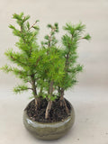 Bonsai Wald Larix decidua
