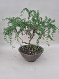 Bonsai rozemarijn