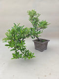 Bonsai Pyracantha gelbe Beere