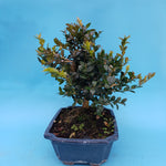 Buxus sempenvirens
