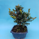 Buxus sempenvirens