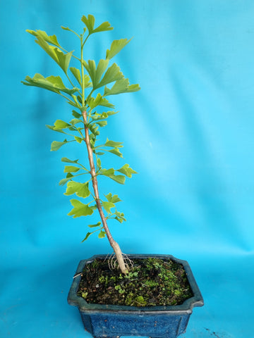 bonsai Ginkgo biloba