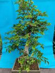 Bonsai carpinus coreana