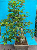 Bonsai carpinus coreana
