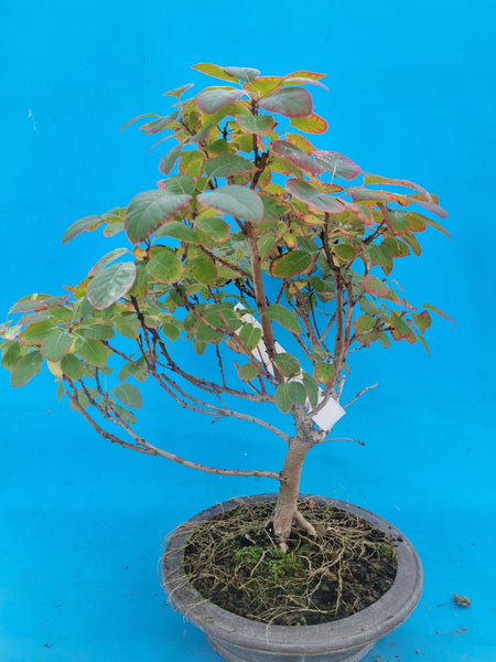 Bonsai Cotinus coggygria oder Perückenstrauch – Bonsai winkel