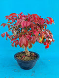 euonymus