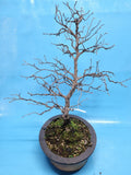 Bonsai Diospyros of Kaki