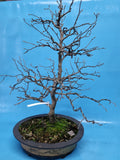 Bonsai Diospyros of Kaki
