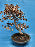 Bonsai Carpinus coreana
