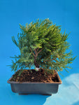 Bonsai Juniperus mint julep