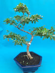 Bonsai liguster