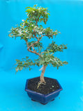 Bonsai liguster