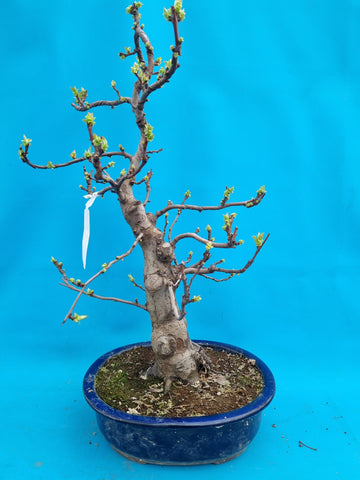 Bonsai Pseudocydonia chinensis