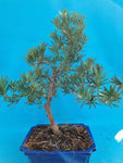 Bonsai Podocarpus