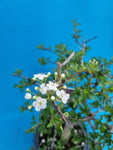 Bonsai boom meidoorn witte bloem
