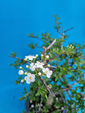 Bonsai boom meidoorn witte bloem
