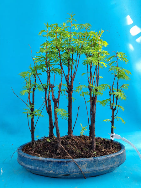 Bonsai Metasequoia-Wald – Bonsai winkel