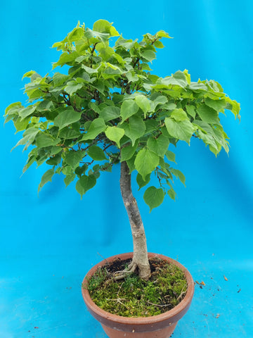 bonsai dwerglinde