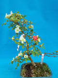 Bonsai Azalea