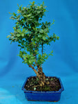 bonsai Berberis